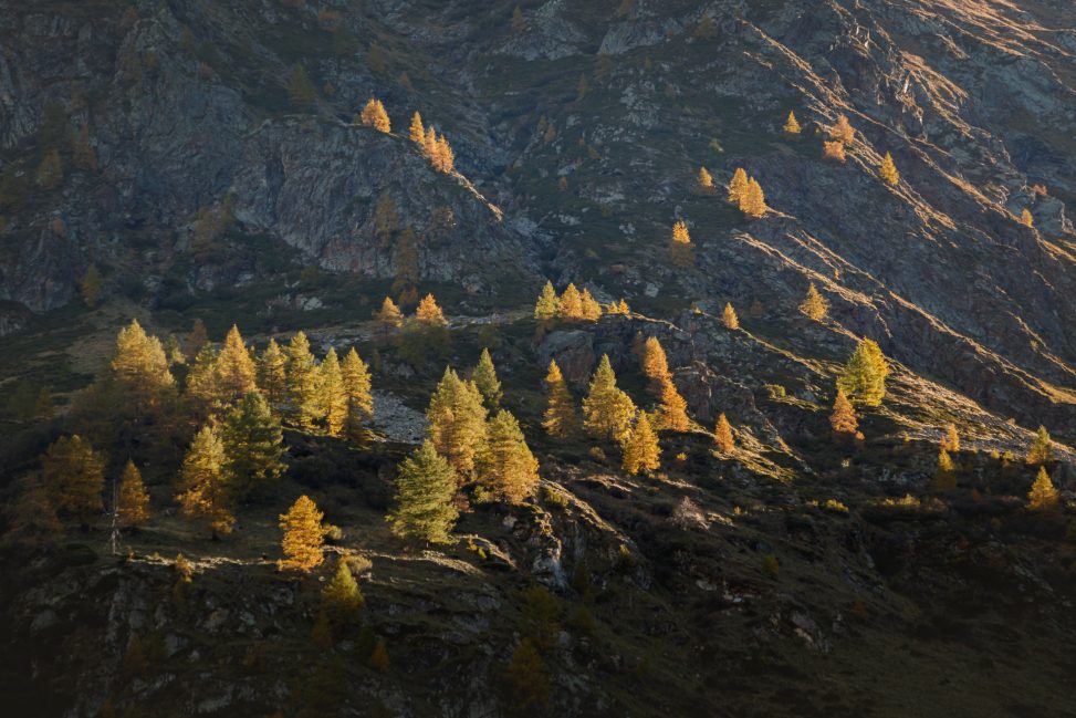 Panorama autunnale di larici in montagna