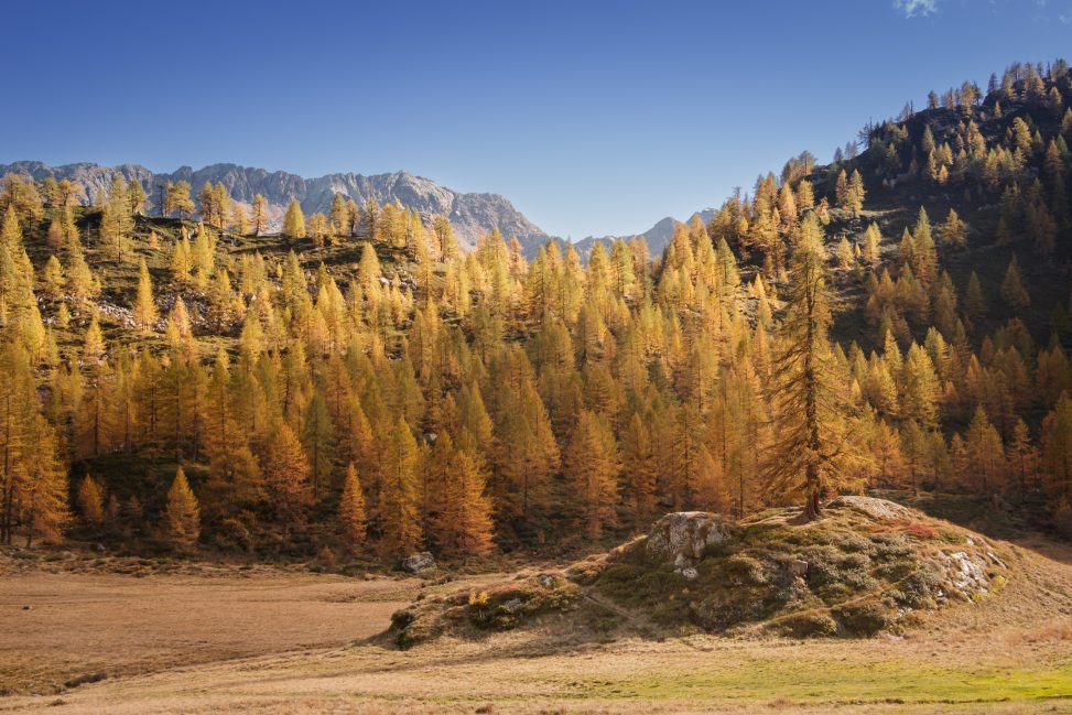 Panorama autunnale di larici in montagna